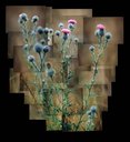 Thistles.jpg